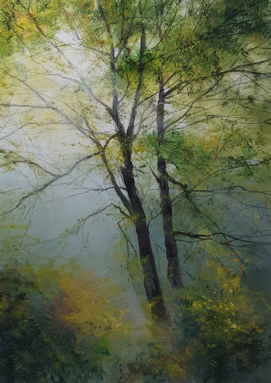 " Morning sunrays through the fog and trees "