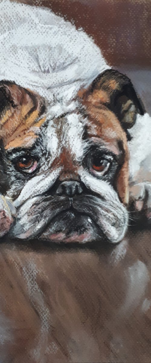 Bulldog... FROM THE ANIMAL PORTRAITS SERIES / ORIGINAL PAINTING by Salana Art Gallery