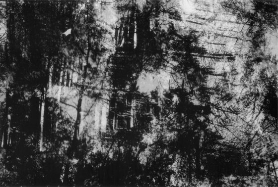 Kuroi Jukai (Black Sea of Trees) - Alu Panel