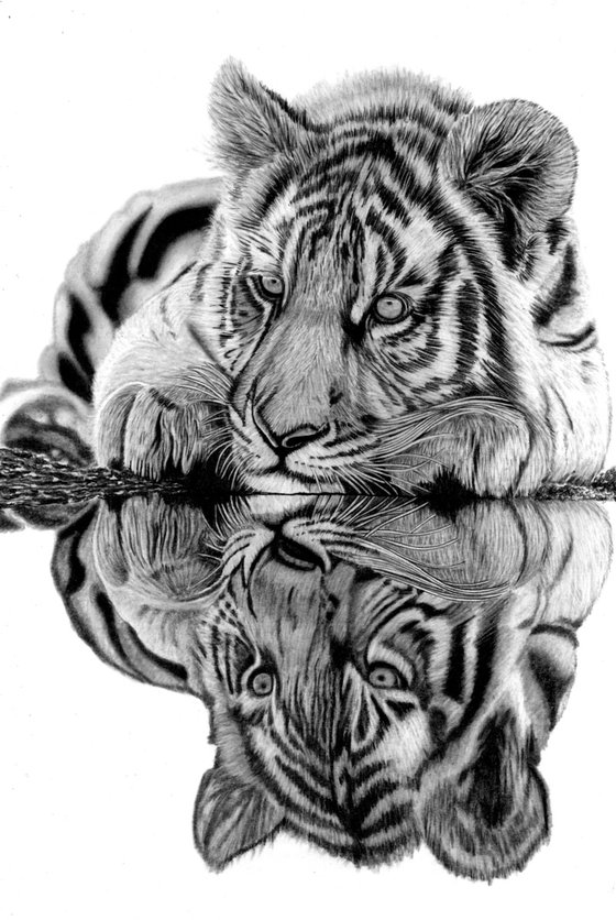 Tiger Cub Reflection