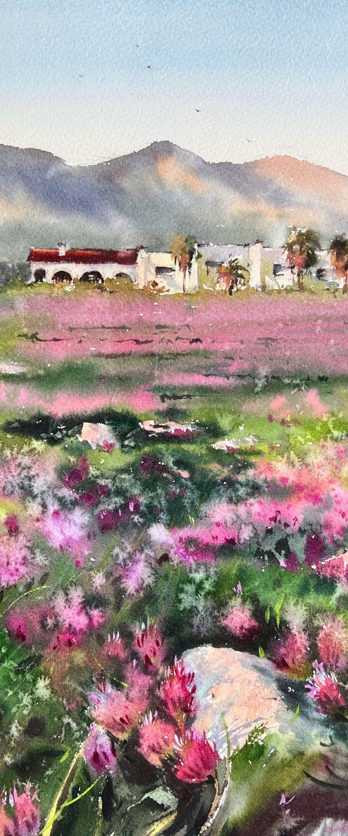 A field of clover in the rays of dawn Cyprus by Eugenia Gorbacheva