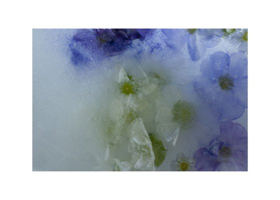 Pansies in Ice