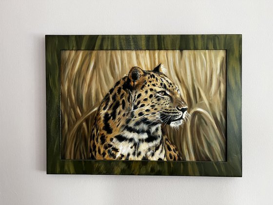 The Silent Watcher: Amur Leopard