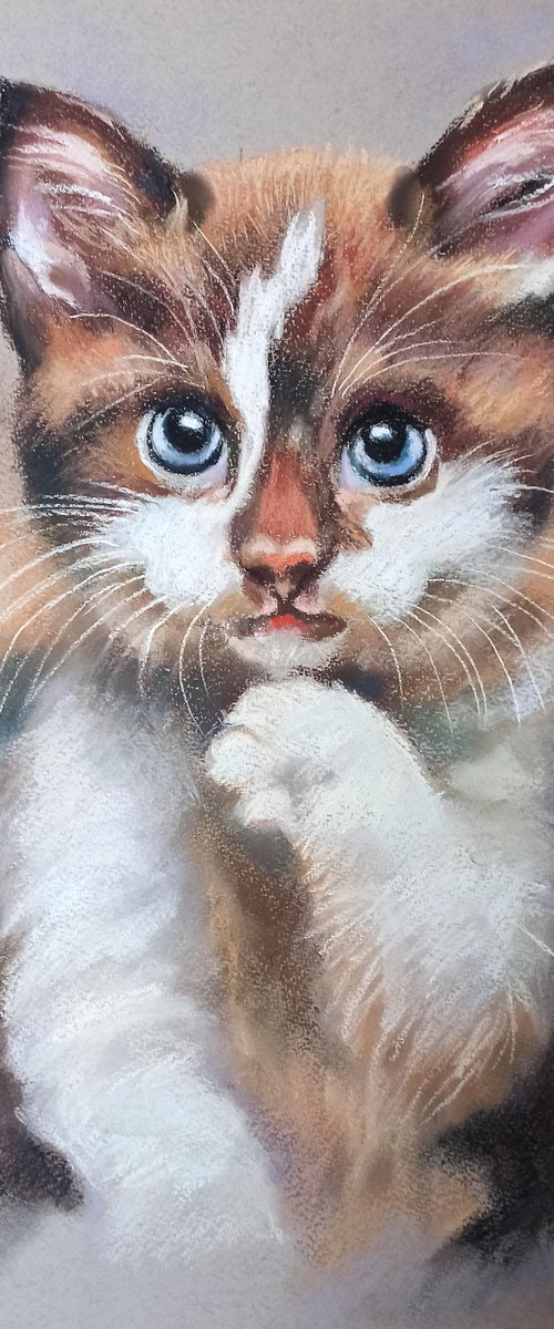 kitten by Magdalena Palega