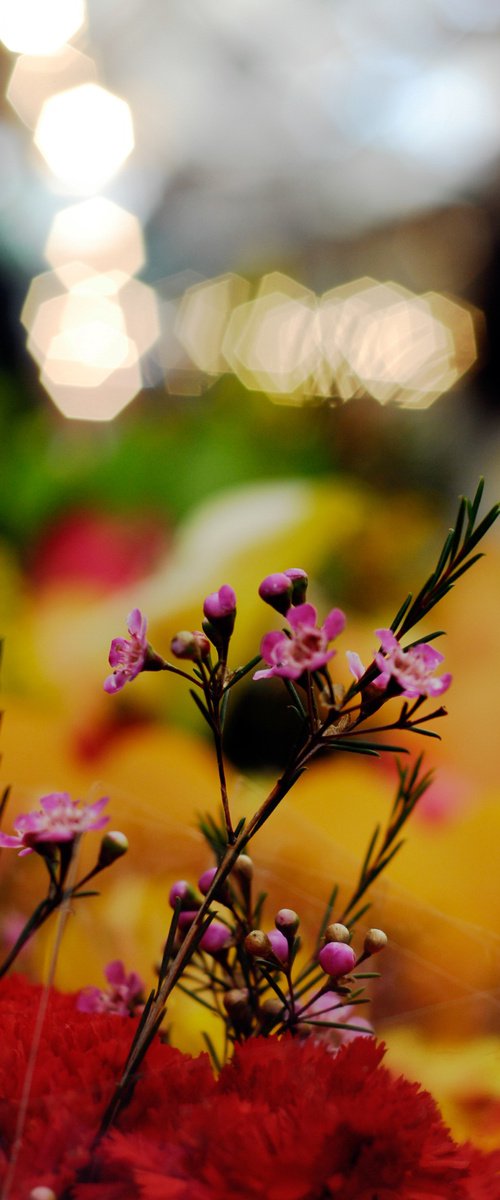 Floral Delight by Abba Richman