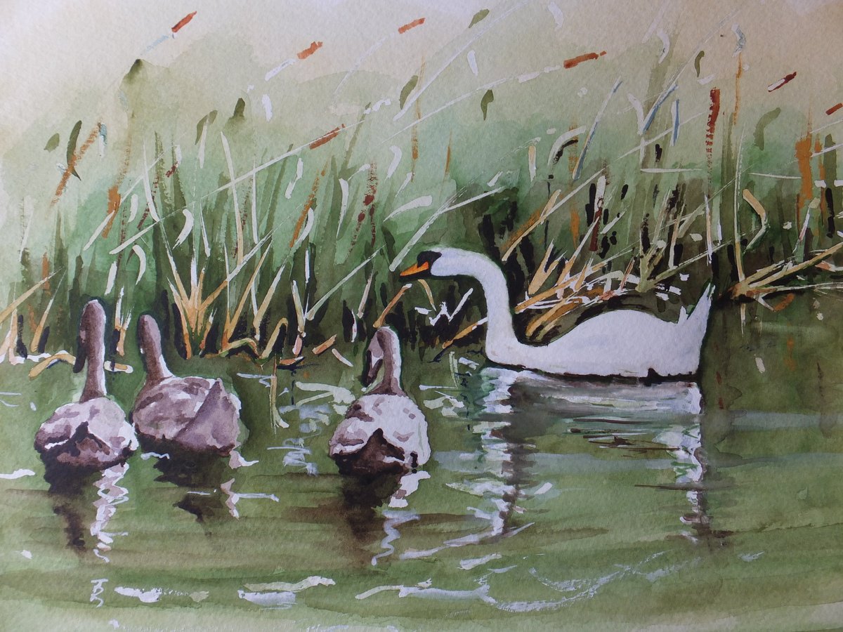 Photorealistic Animal Watercolour By David Harmer, 19 X 15, Swan Family On Local Canal, Original Artwork