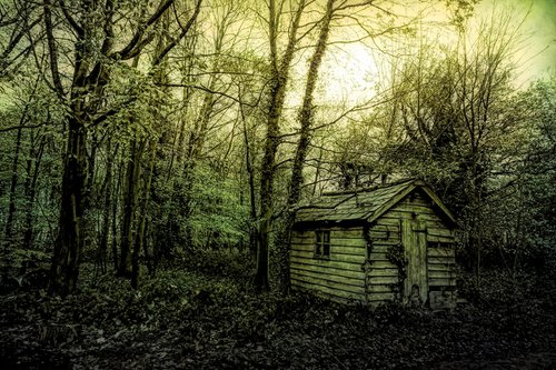 Woodland Shed by Martin  Fry
