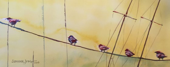 Bird on a wire