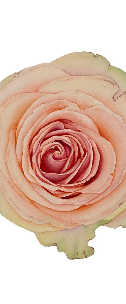 Gentle rose by Tina Shyfruk