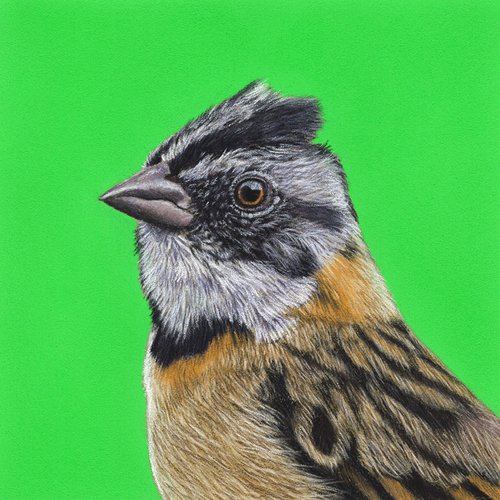 Rufous-collared sparrow by Mikhail Vedernikov