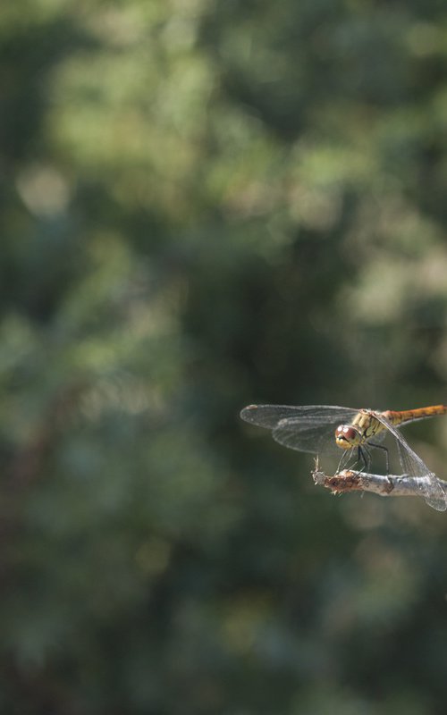 Dragonfly no.3 by Mattia Paoli