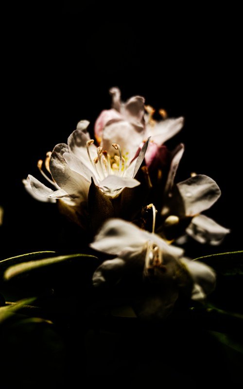 Illuminated Blossom by David Huntzinger