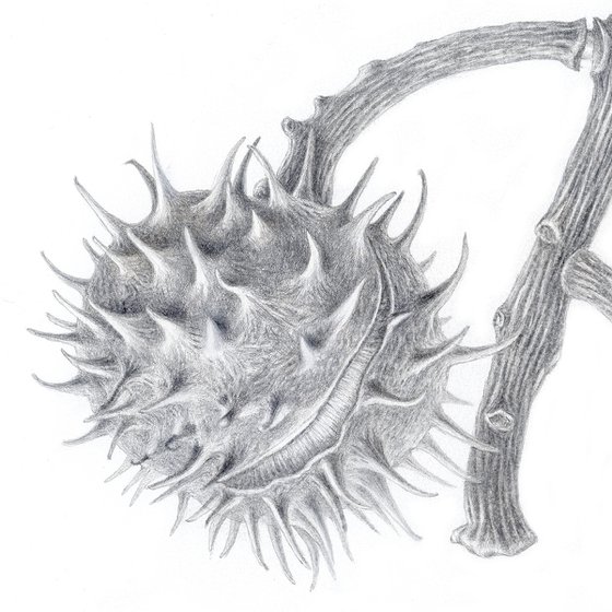 Spiky Chestnut