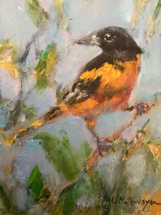 Oriole