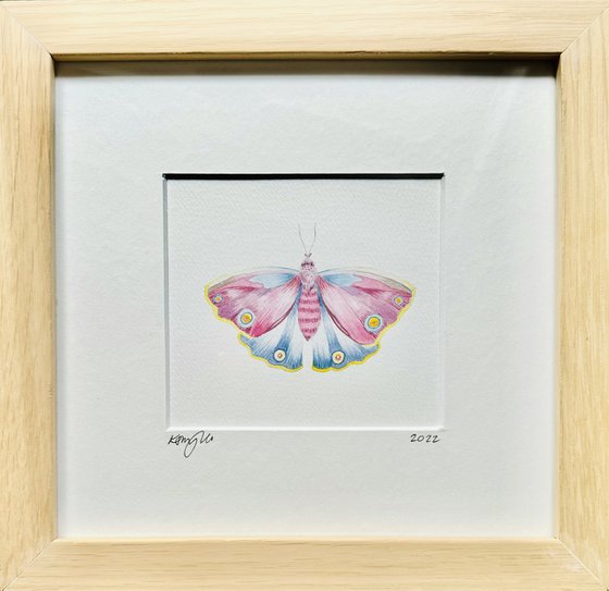 Framed Watercolour Moth