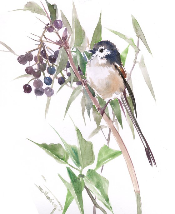 Long- Tailed Tit