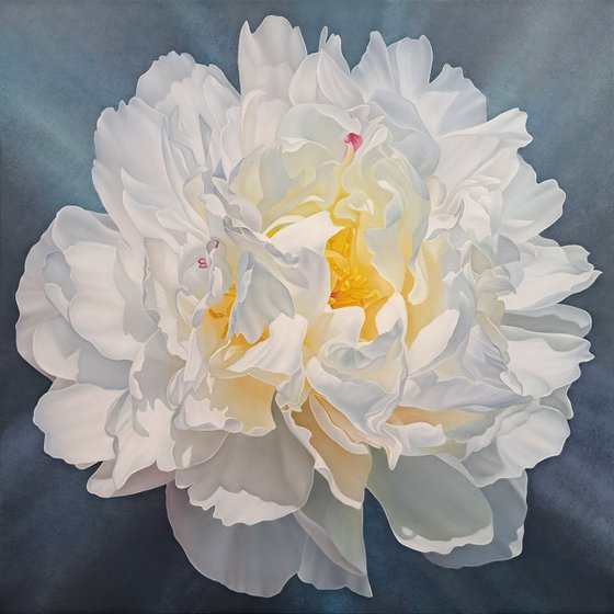 Snow-white peony