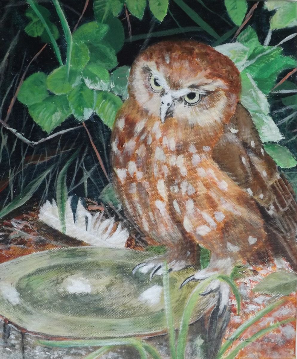 Brown owl by Lynne Harris