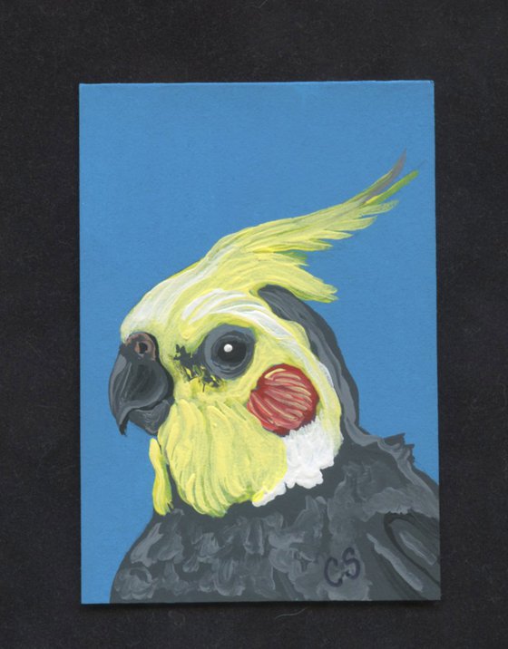 ACEO ATC Original Painting Cockatiel Parrot Bird Art-Carla Smale