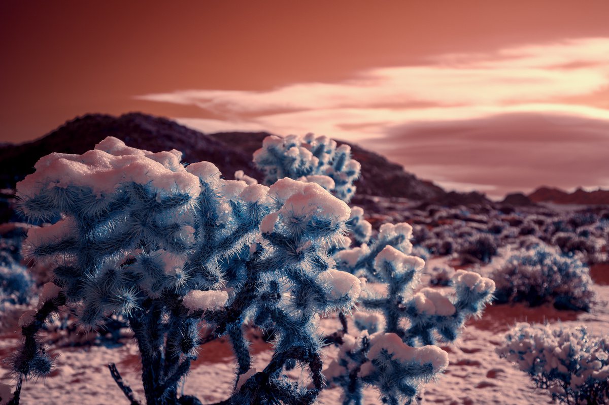 Sunrise on Cholla after a Snowstorm by Mark Hannah