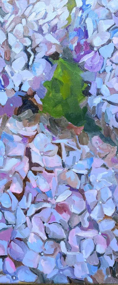 Blue Hydrangeas by Katharine Rowe