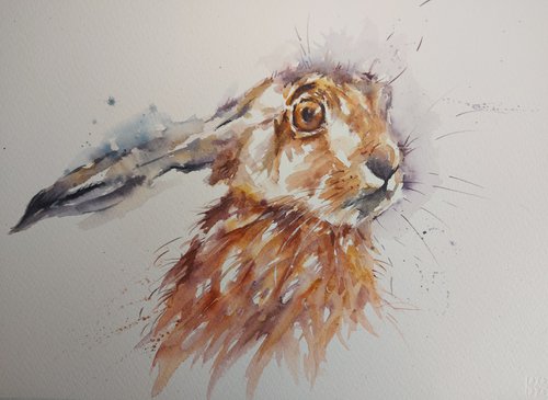 Hare in Watercolour by Sue  Green