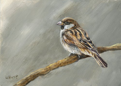 House sparrow by Una Hurst