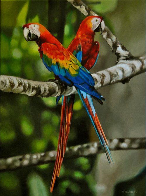 Parrots by Valeri Tsvetkov