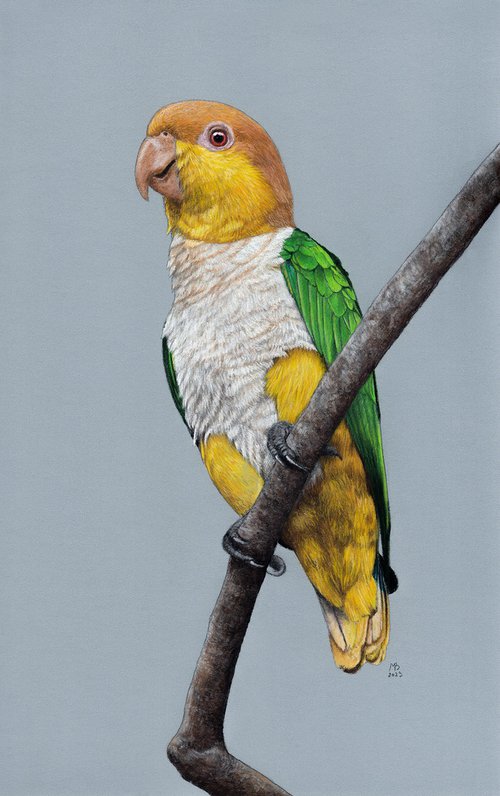 White-bellied parrot by Mikhail Vedernikov