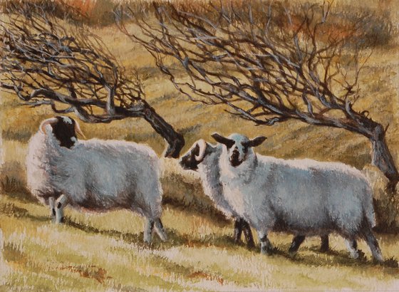 Three Sheep at Murlough Bay