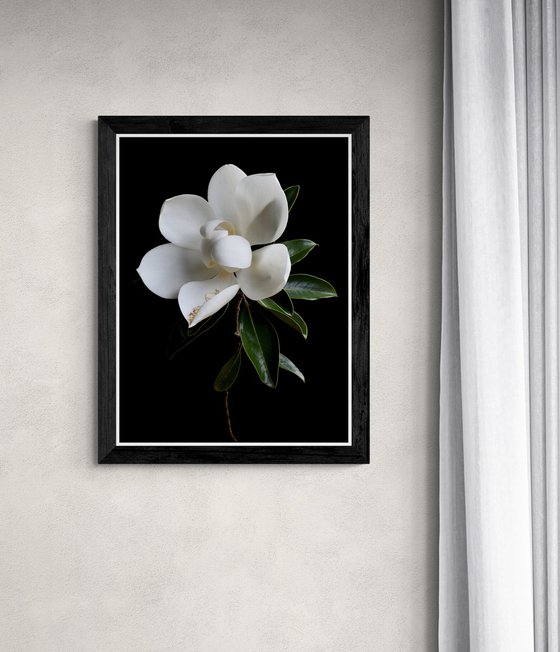 White Magnolia