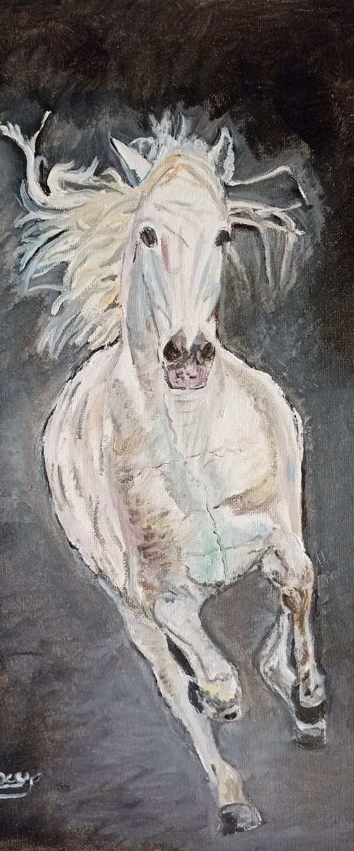 White horse by Isabelle Lucas