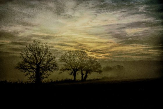 Trees in the Mist