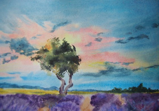 The fields of lavender