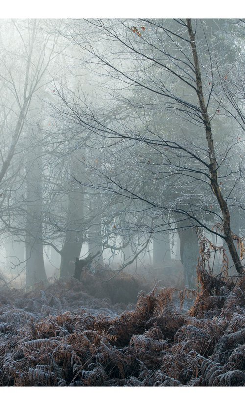 December Forest VI by David Baker