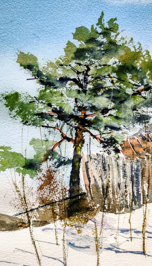 Pine on the hillside by Leonid Kirnus
