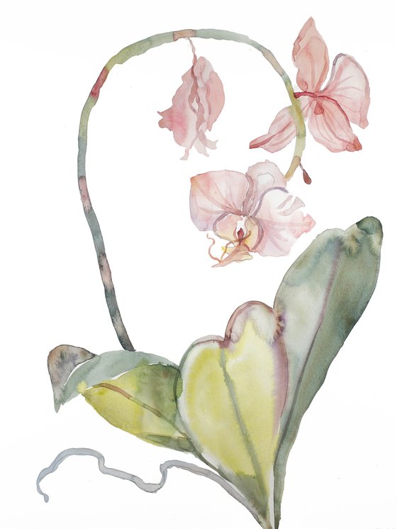 Orchid No. 8