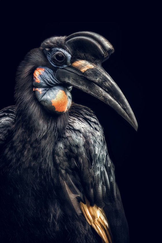 Abyssinian Ground Hornbill