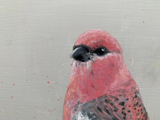 Pink Browed Rose finch