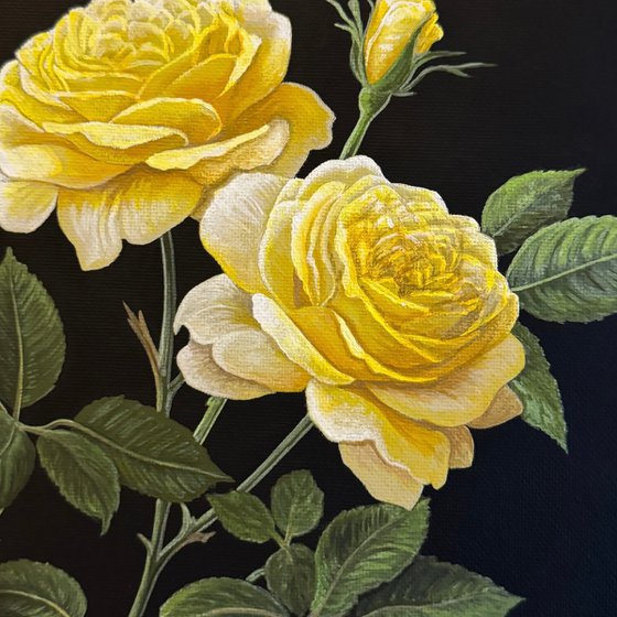 Rosa Xanthina Lindl (Yellow Rose)