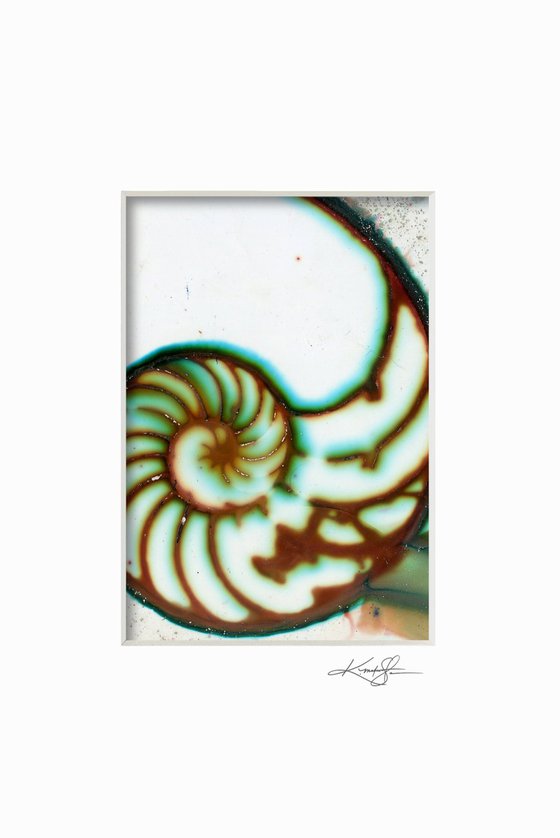 Nautilus Shell Collection 20