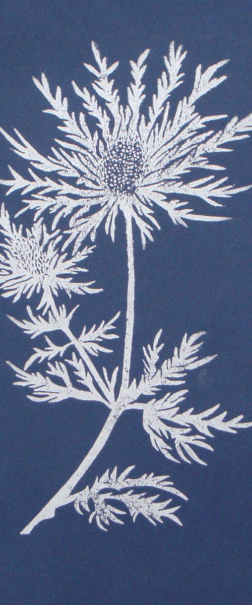 Sea Holly by Angela Maher