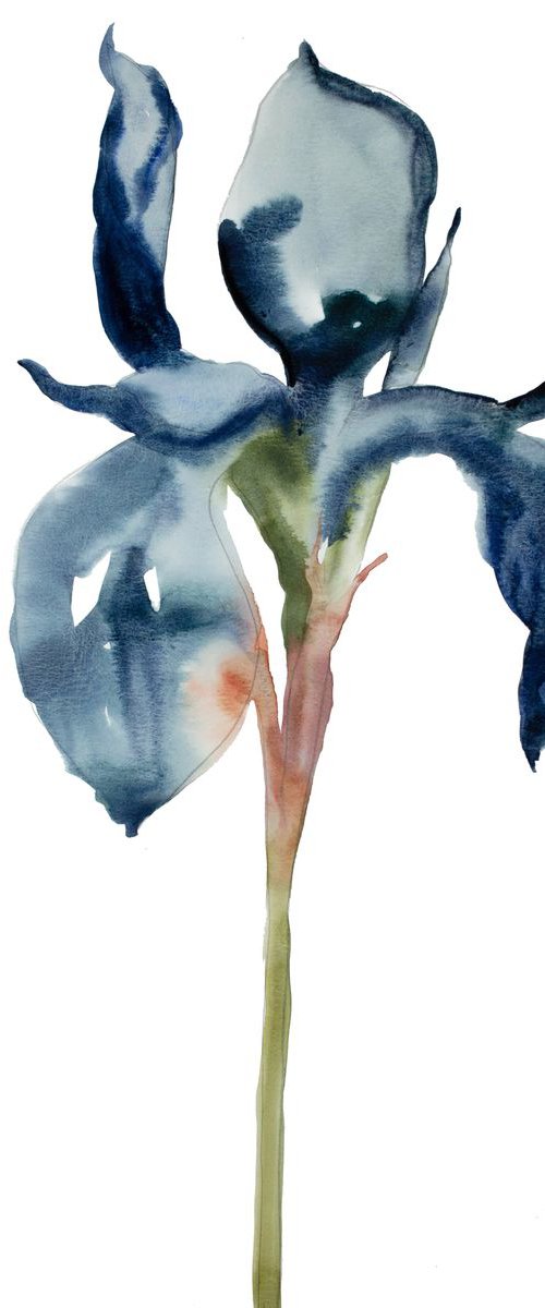 Iris No. 49 by Elizabeth Becker