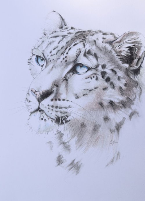 'Snow Leopard 3' by Nicola Colbran