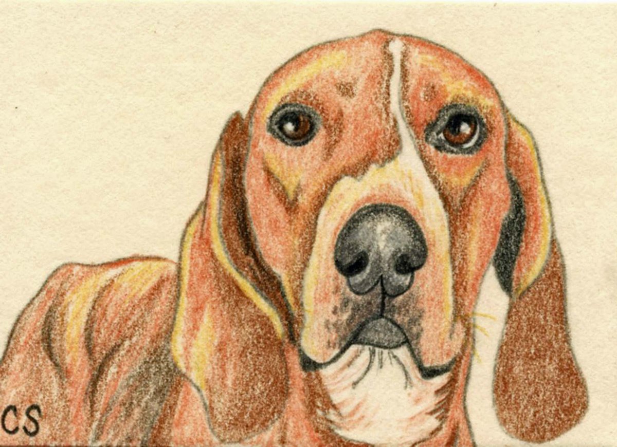 ACEO ATC Original Drawing Redbone Coonhound Pet Dog Art-Carla Smale by carla smale
