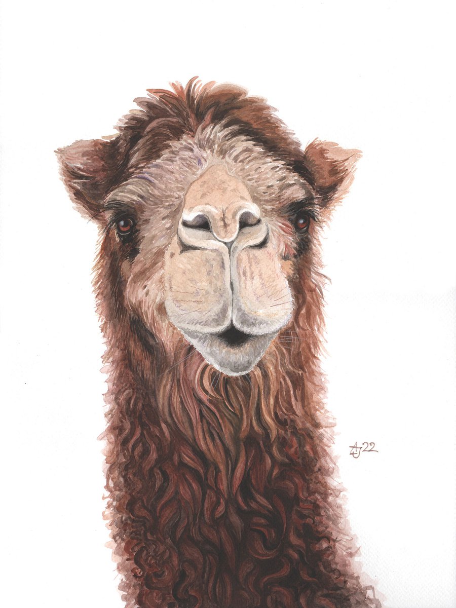 Camel by Jolanta Czarnecka