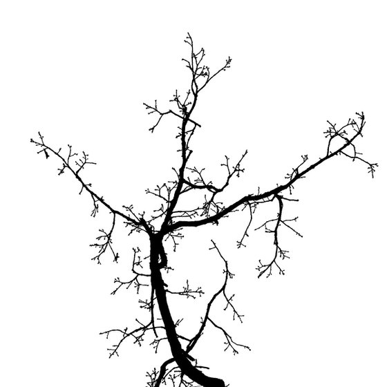 Baum 2