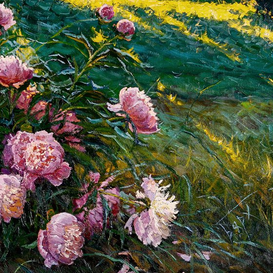Peonies. Early Morning