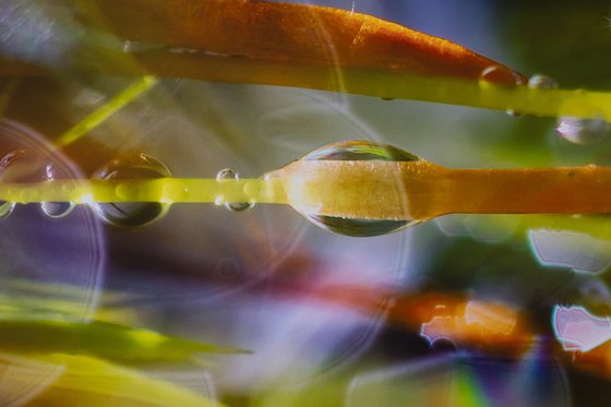 Mossy Dreamscapes - studio edition