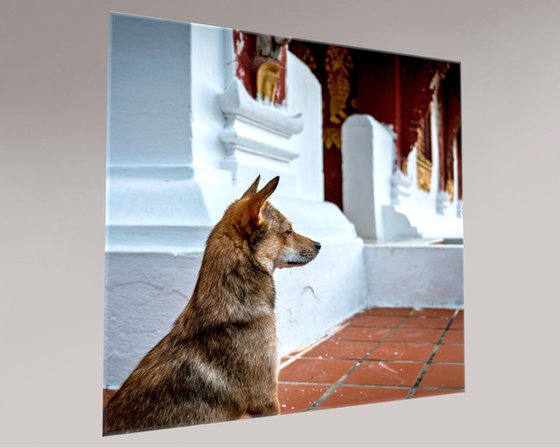 Temple Dogs of Laos No.3
